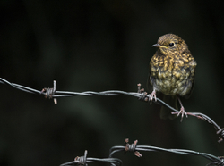Birds portfolio