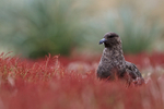 Brown Skua in sheep's sorrel, Sea Lion Island, Falklands