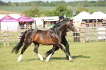 SBM_10384