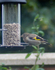 Very young Gold Finch by Dave Tobin