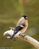 Bullfinch-3814