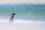 Magellanic Penguin on Leopard Beach, Carcass Island, Falklands