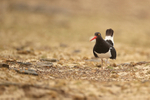 Magellanic Oystercatcher with cocked tail, Saunders Island, Falklands