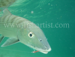 Bonefish Photo - Underwater Hook Up.