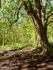 Glaslaw Burn, Dunnotar Woods, 2