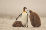 King Penguin chick worrying parent to be fed, Saunders Island