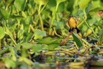 Unicolored Blackbird (female) and water hyacinth, Corixo Negro, Brazil