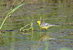 Citrine Wagtail