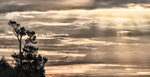 TREES WEEK #38
