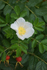 Rosa Rugosa Alba