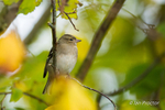 Female Chaffinch in autumn foliage