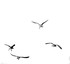 Slimbridge Oct24-133
