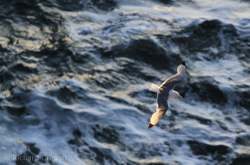 Kittiwake