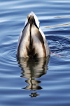 Mallard on end