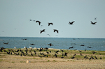 Cormorants
