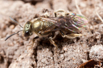 Lasioglossum smeathmanellum