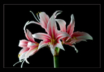 Hippeastrum 'Sweet Lilian'