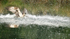 RUTLAND WATER OSPREY.9