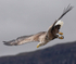 WHITE TAILED EAGLE, ISLE OF MULL, SCOTLAND