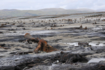 Borth-Sunken Forest-ACP_1020