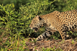 Jaguar moves along river bank, Rio Sao Lourenco, Brazil