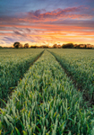 Wheat Field Sunrise