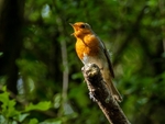 Robin
