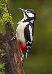GS WOODPECKER REF WOOD 17