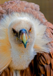 griffon vulture Gyps fulvus-53