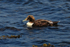 Eider (male, 1st summer) on Loch Indaal, Islay