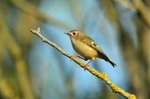 Goldcrest