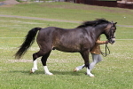 SIAL7307