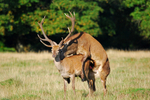Red Deer