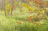 Crane Lake Road Wetlands--June