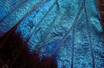 Wing