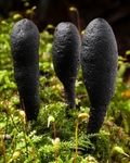 Dead Moll's Fingers (02)