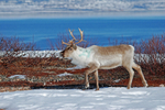 Reindeer