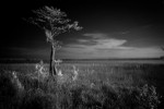 Cypress II