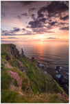 Lacada Sea Pinks, Giants Causeway (IMG1139)