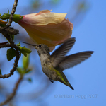 Hummingbird 01