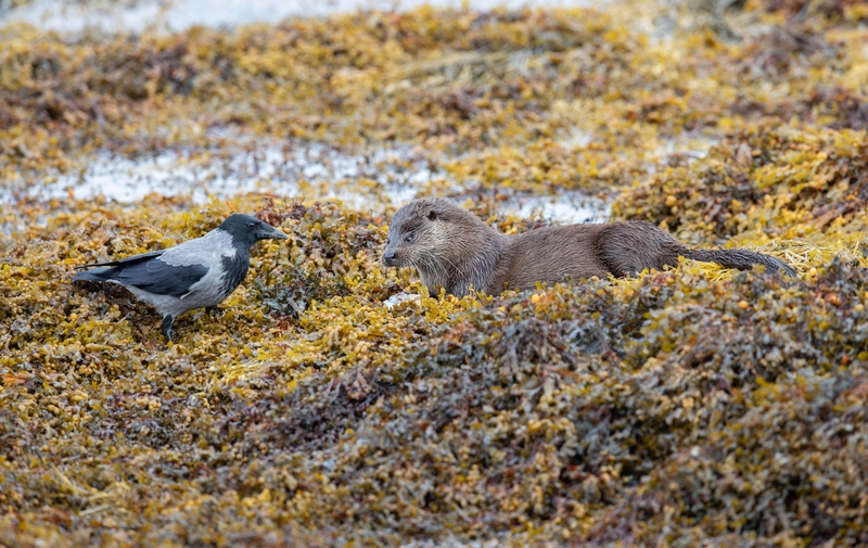 Hooded Crow - Isle of Mull - Scotland