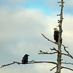 The Eagle & the Raven