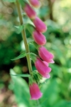 Foxglove