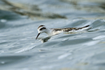Red-necked Phalarope stretches forward, Farmoor