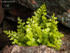 Black Spleenwort (02)