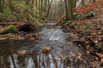Autumn along the Brook - 5