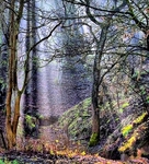 Crimdon Sunbeams