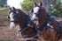 Clydesdales tacked up portrait pair 1.0A3A7878