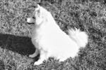 Samoyed