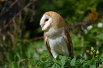 Barn Owl